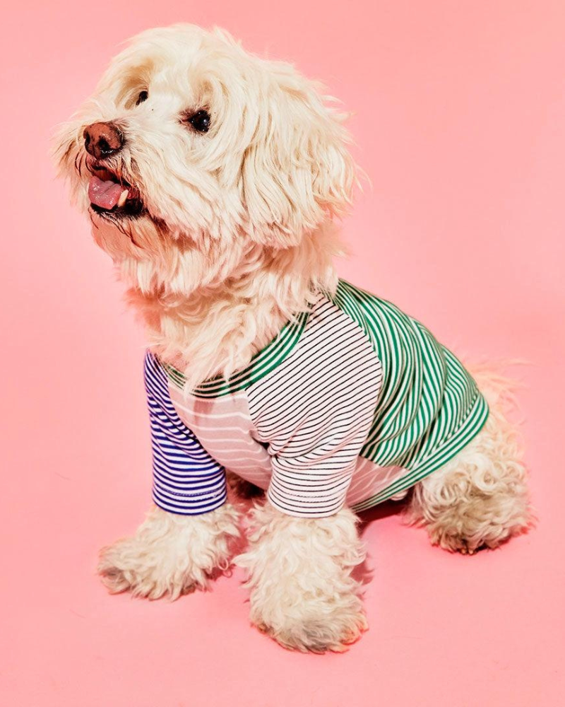 Green & White Striped Dog T-Shirt (Made in the USA) Wear WARE OF THE DOG   