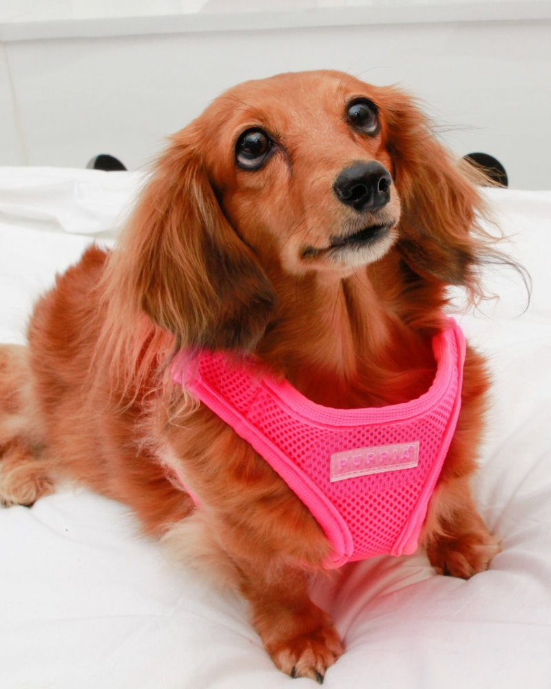 Soft Vest Dog Harness in Neon Pink (FINAL SALE) WALK PUPPIA   