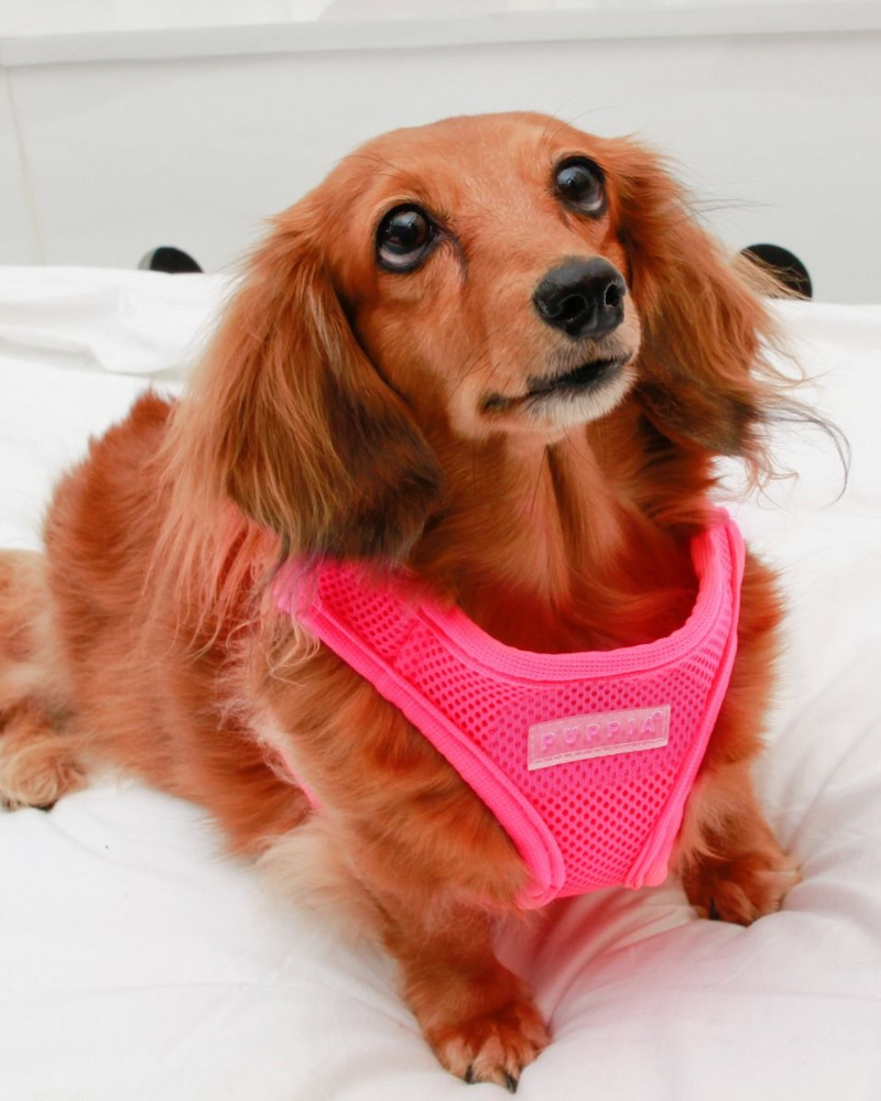 PUPPIA Soft Vest Harness in Neon Pink DOG1