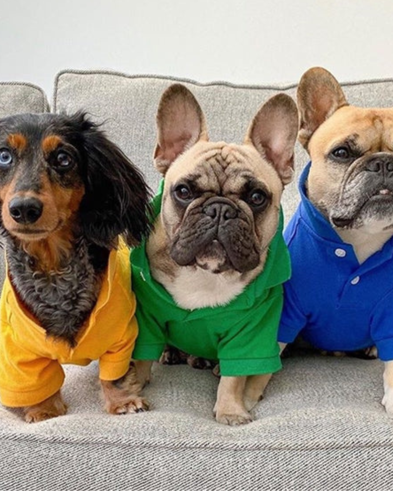 Dog Polo Shirt in Grass Green Wear PARISIAN PETS