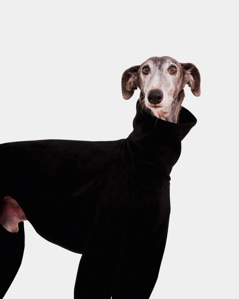 Dog Onesie in Black Wear FORGALGO   