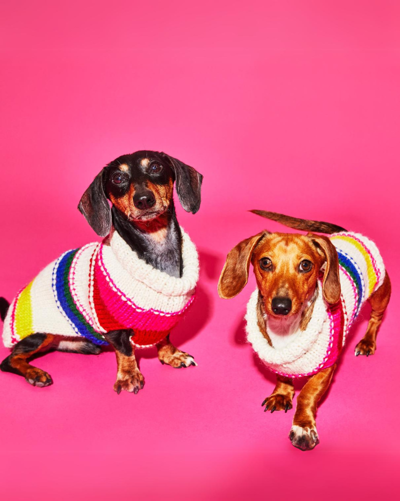 Neon Stripe Wool Dog Sweater (FINAL SALE) Wear WARE OF THE DOG   