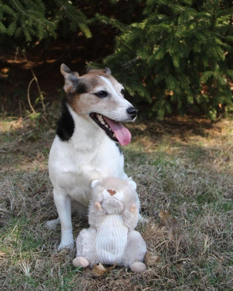 Squirrel Dog Toy w/ Animated Tail (FINAL SALE) Play TALL TAILS   