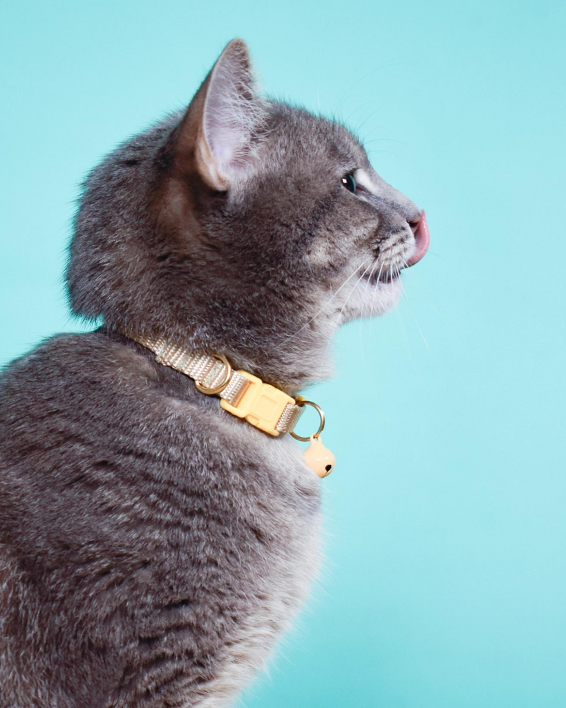 Breakaway Cat Collar in Teal (Made in the USA) CAT MAJOR DARLING   