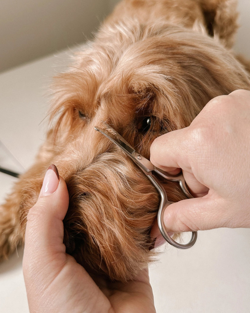 Mini Dog Safety Scissor HOME PUPWELL