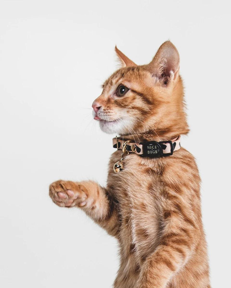 Tiggy Leather Cat Collar in Black WALK NICE DIGS   