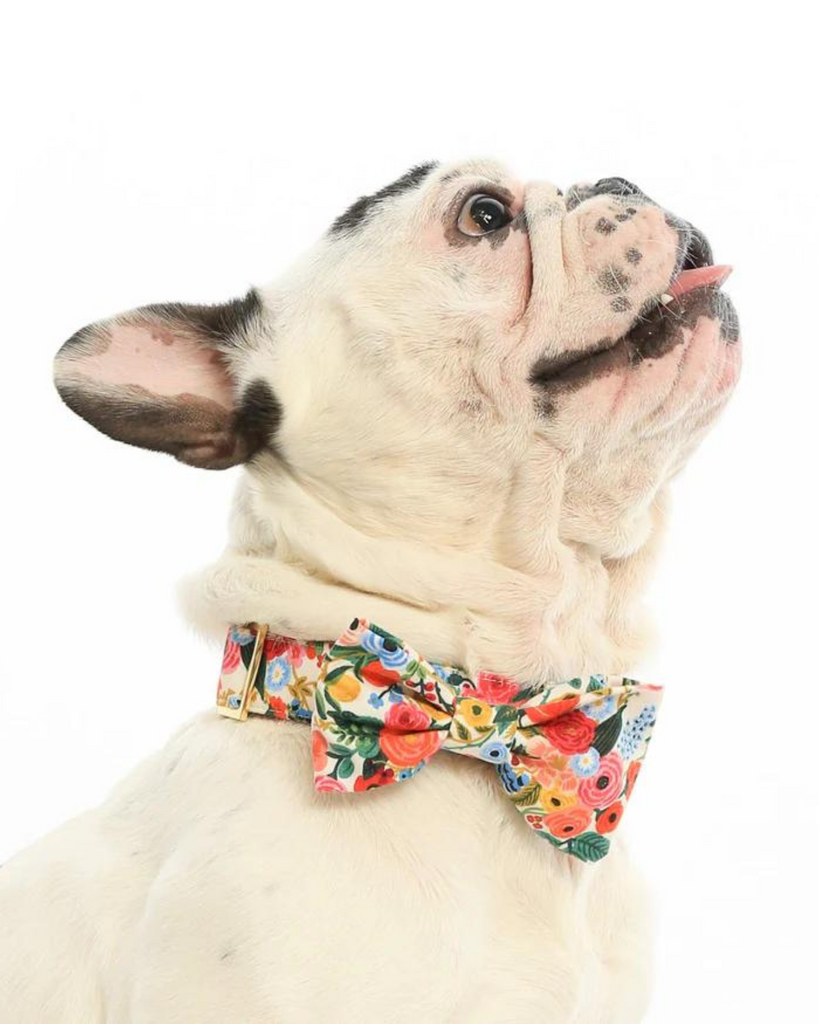Rifle Paper Co. x TFD Garden Party Spring Dog Bow Tie (Made in the USA) Wear THE FOGGY DOG   