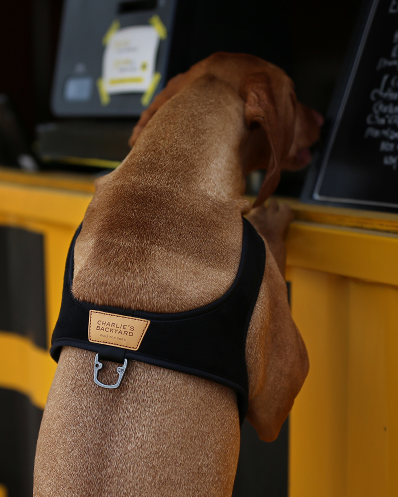 Town Slip-On Dog Harness WALK CHARLIE'S BACKYARD Black Medium 