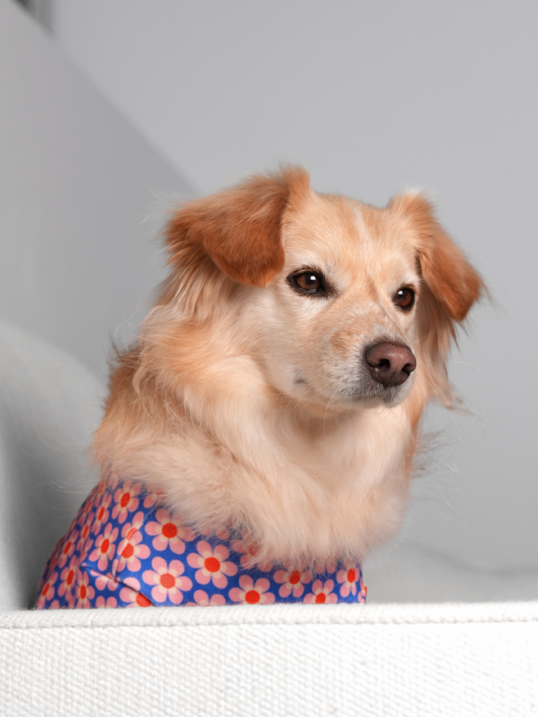 Pink Lotus Dog Shirt Wear THE WAGGING BLUE