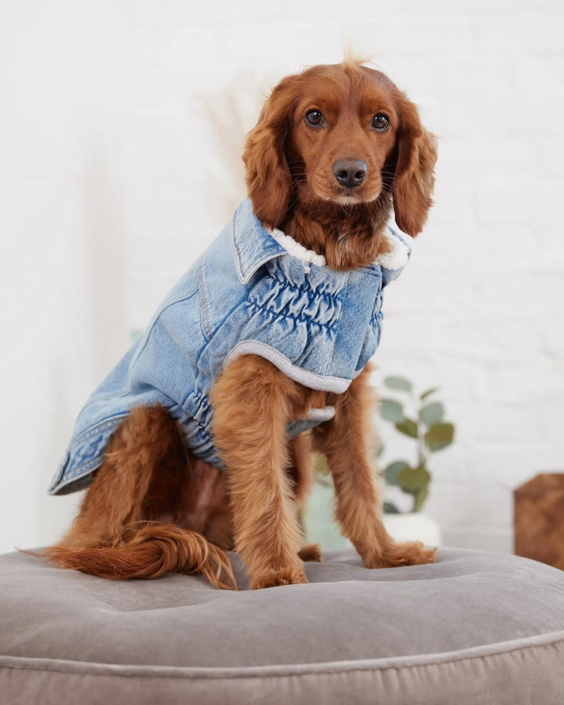 Denim Shearling Dog Jacket in Light Wash Wear GF PET   