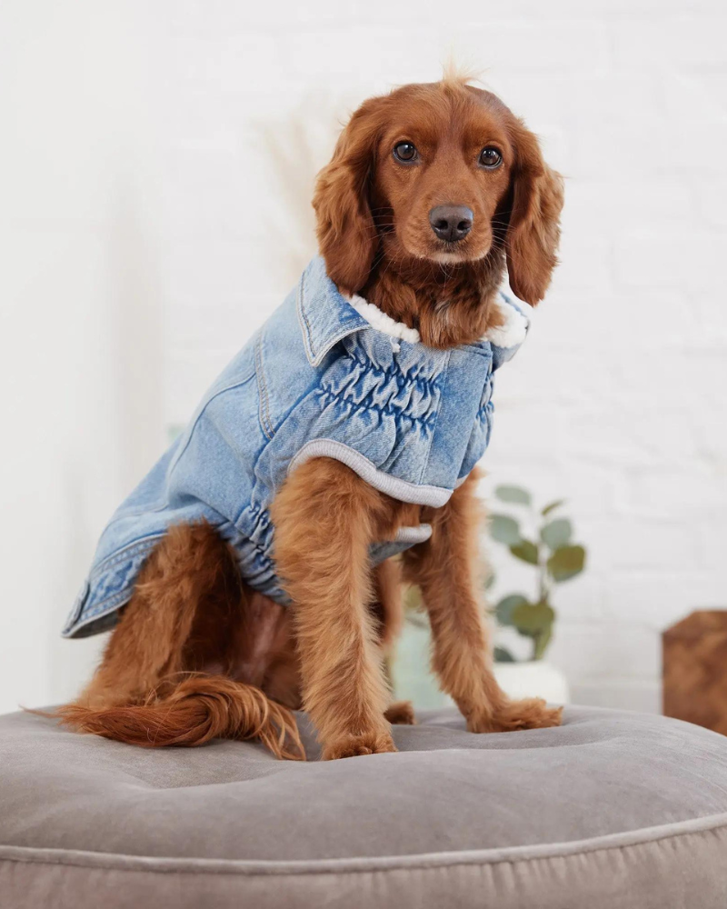 アトリエGG デニム犬用ジャケット GF PET | Denim Shearling Dog Jacket in Light Wash | DOG & CO.
