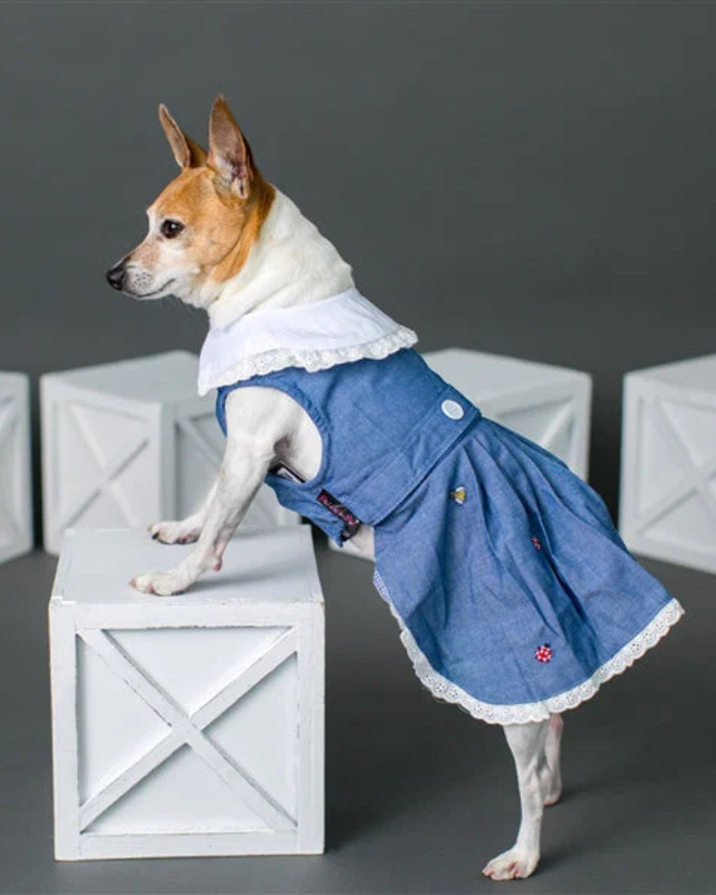 The Bugs + The Bees Chambray Dog Dress Wear PARISIAN PETS