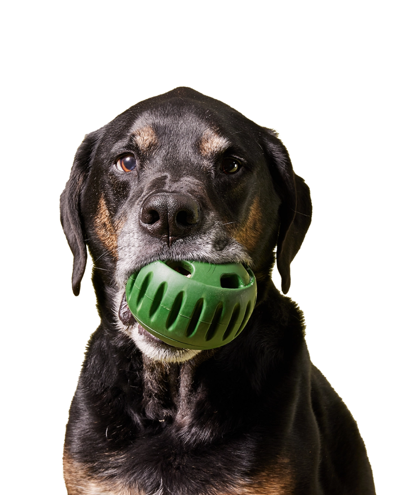 The Pupsicle Enrichment Dog Toy Eat WOOF Small Green 