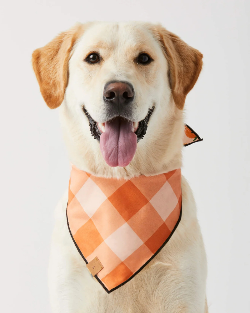 Jack-O-Lanterns Reversible Dog Bandana (Made in the USA) Wear THE FOGGY DOG