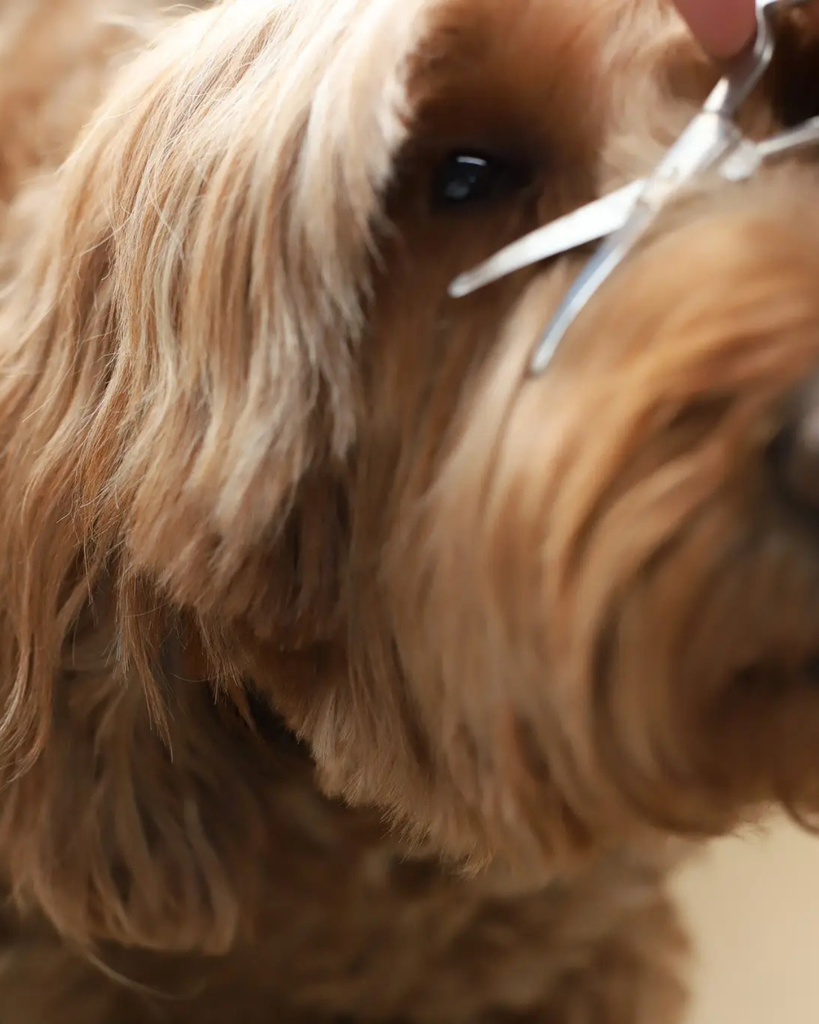 Mini Dog Safety Scissor HOME PUPWELL