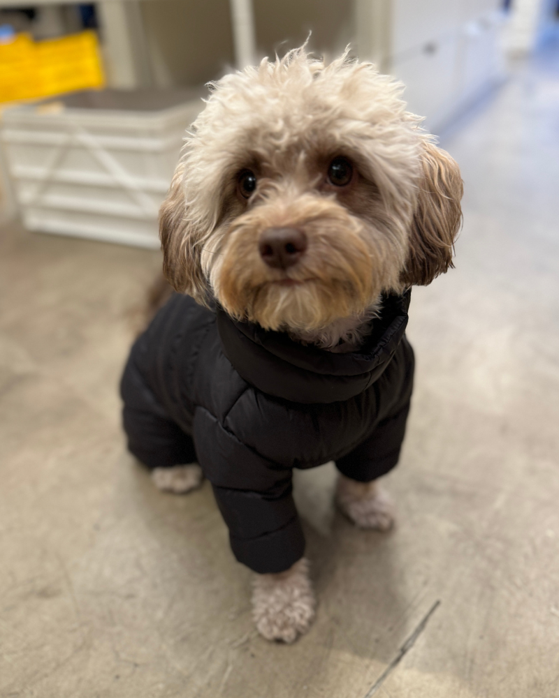 Padded Winter Coverall for Dogs Wear SSOOOK   