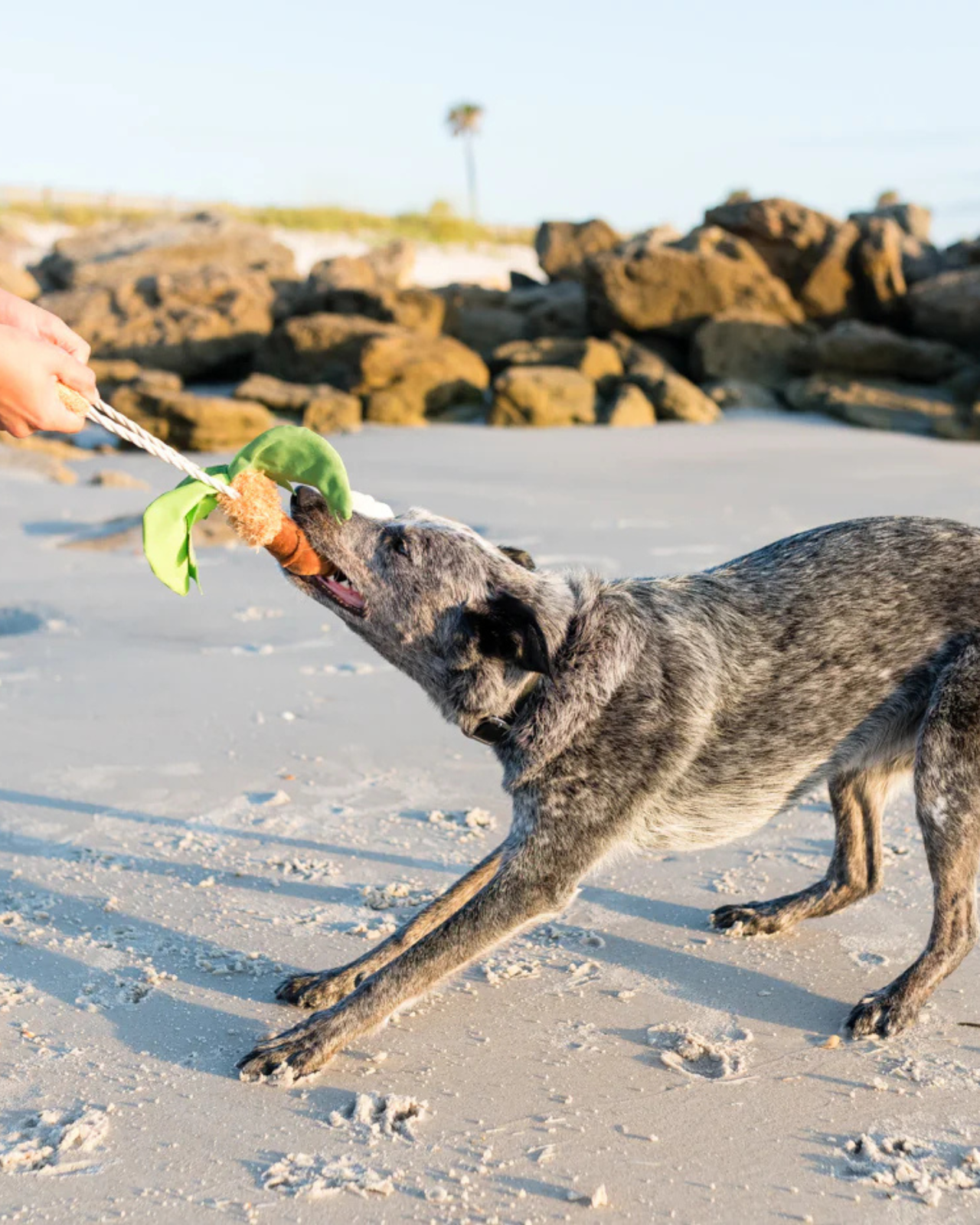 DOG & CO. | Quality Pet Products, In-Store & Online DOG & CO. | Quality Pet Products, In-Store & Online