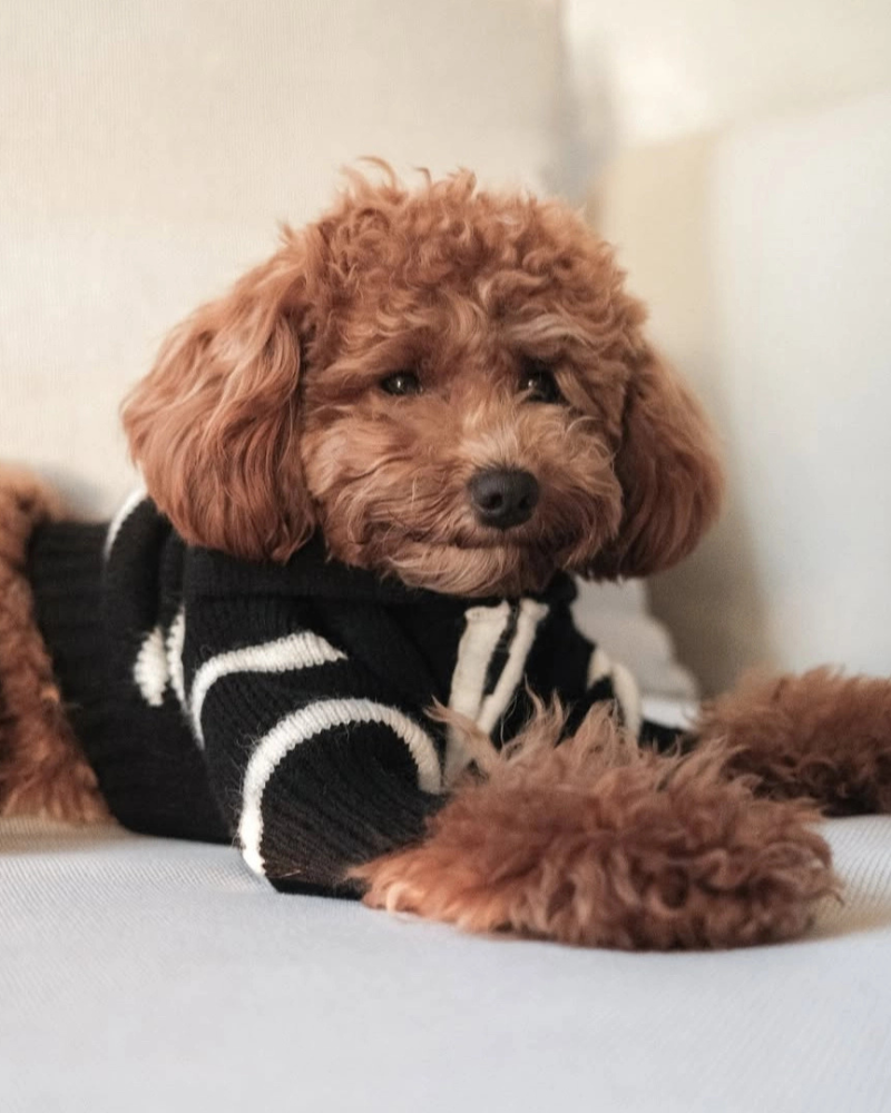 Cortado Striped Zipper Turtleneck Dog Sweater Wear HOSHIBA PET