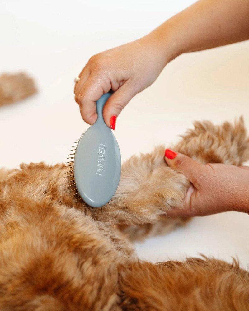 Gentle Detangling Dog Brush Clean PUPWELL