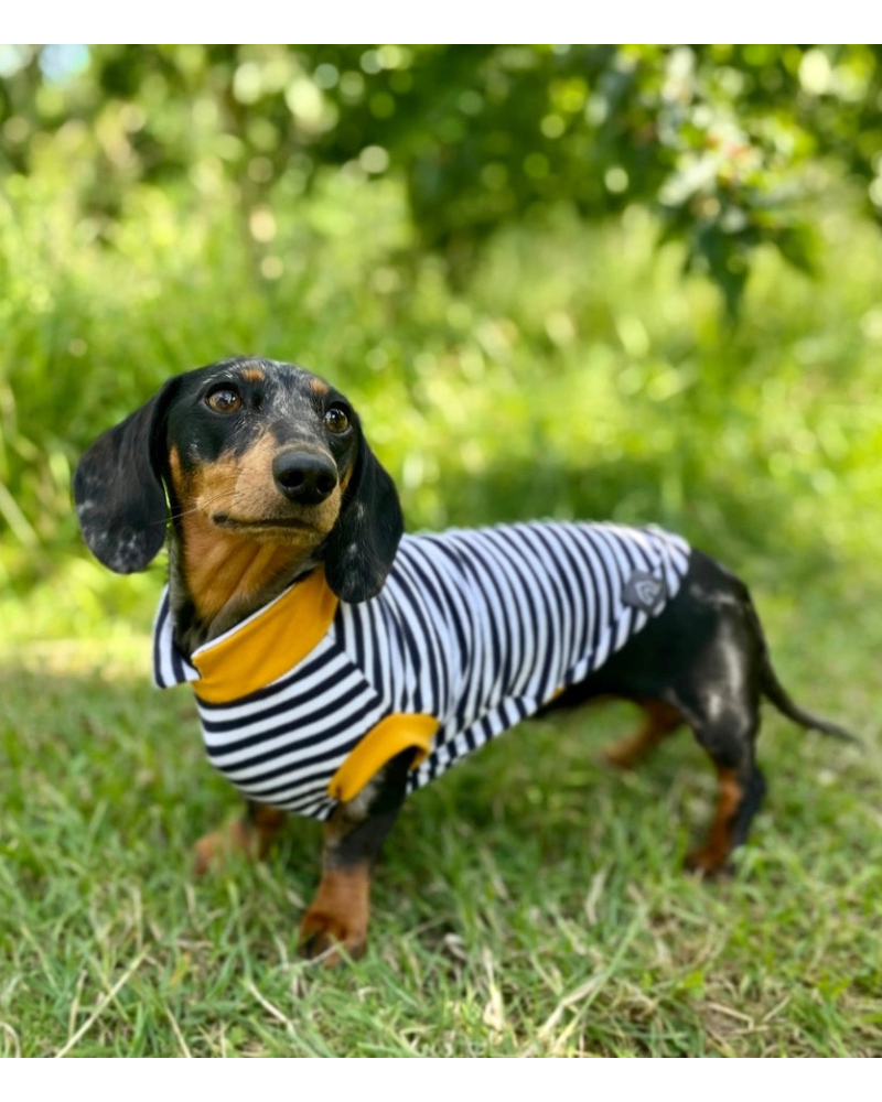 Dachshund Summer Weight Dog T-Shirt (Egg or Stripe) Wear DOGHOUSE Puppy Navy Stripe