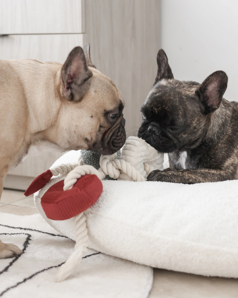 Christmas Blocs Interactive Tug Dog Toy Play LAMBWOLF COLLECTIVE