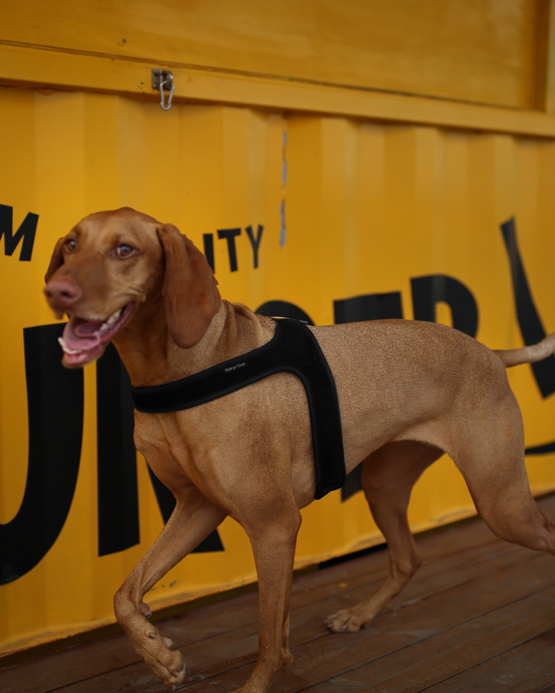 Town Slip-On Dog Harness WALK CHARLIE'S BACKYARD   