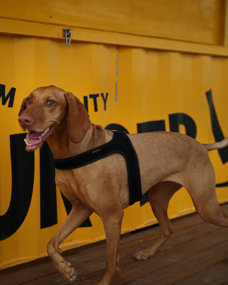 CHARLIE'S BACKYARD | Town Slip-On Dog Harness | DOG & CO.