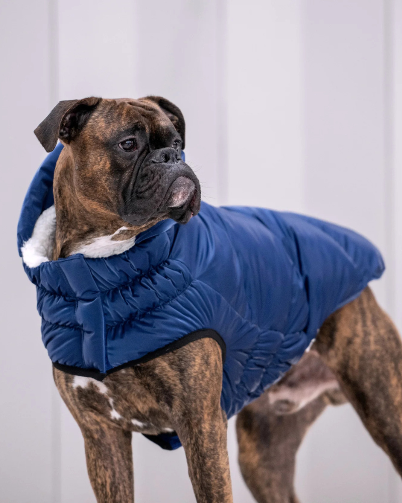 Lunar Glow Dog Parka in Blue Wear GF PET