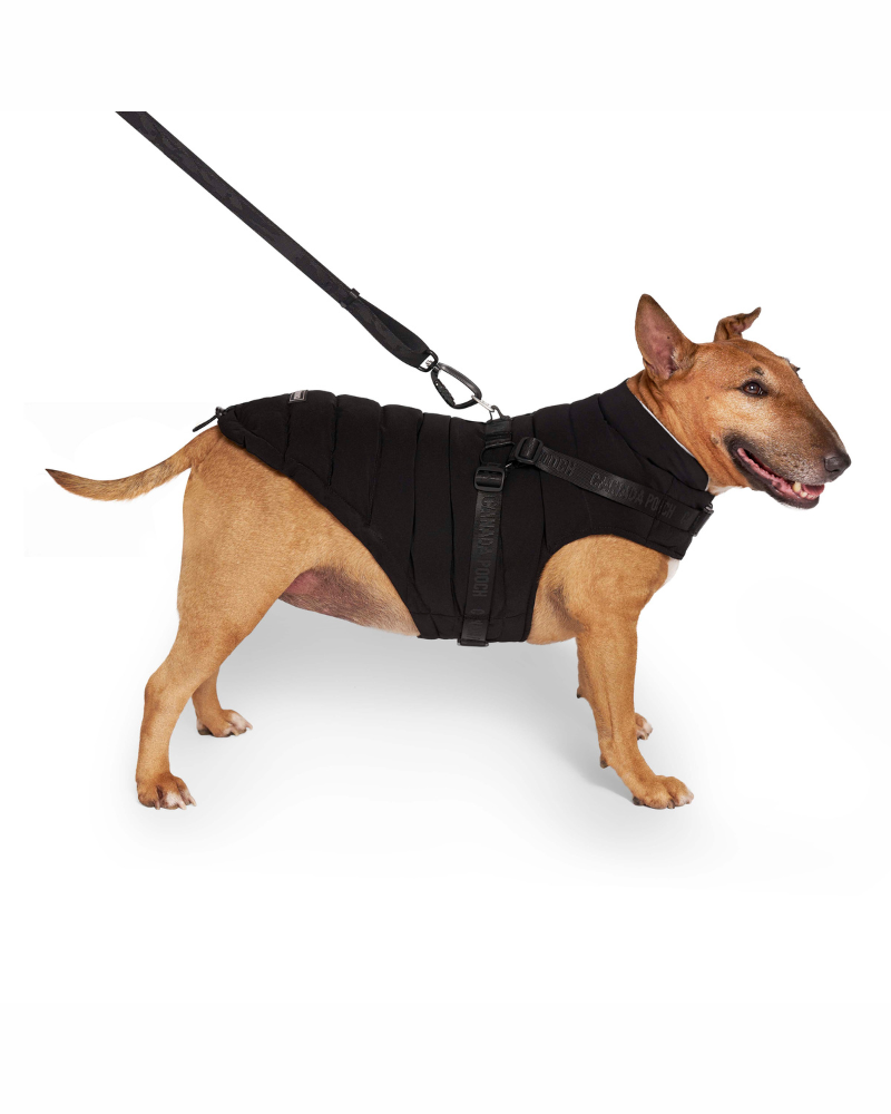 Harness Puffer Dog Jacket in Black (FINAL SALE) Wear CANADA POOCH   