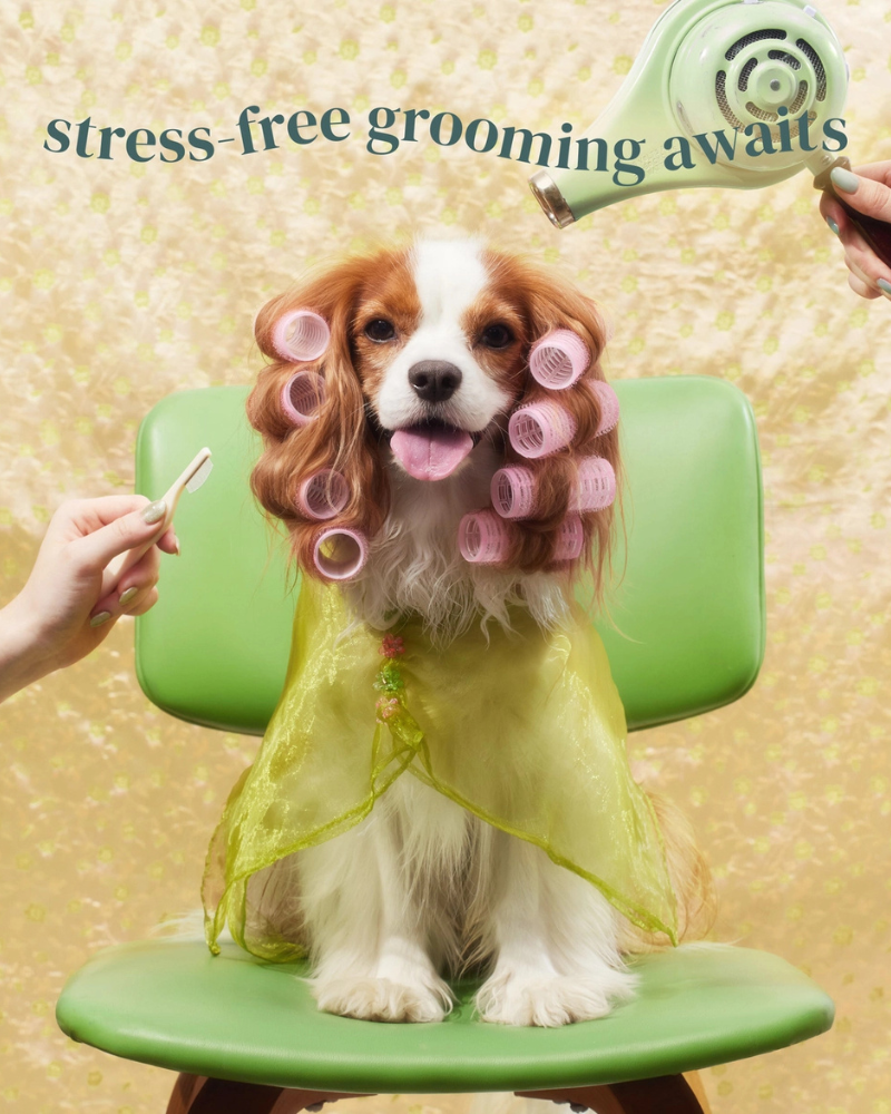 Brush on Me Pet Facial & Eye Comb HOME PETORA