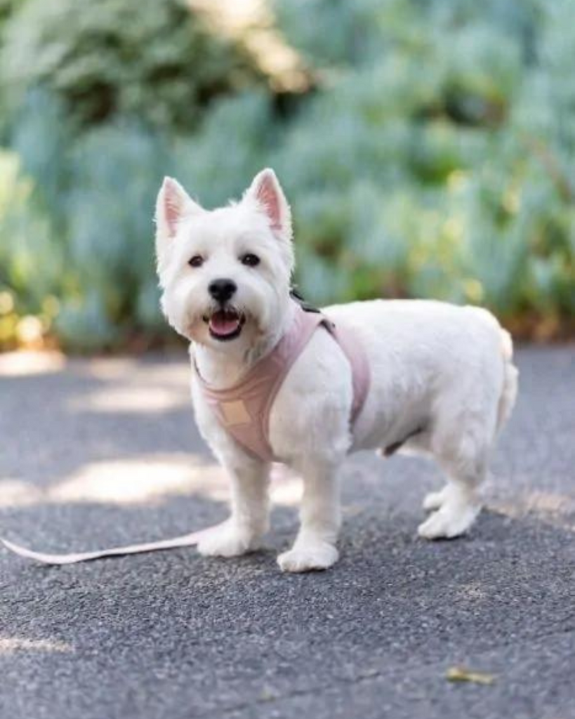 Soft Fabric Step-In Dog Harness WALK FUZZYARD   