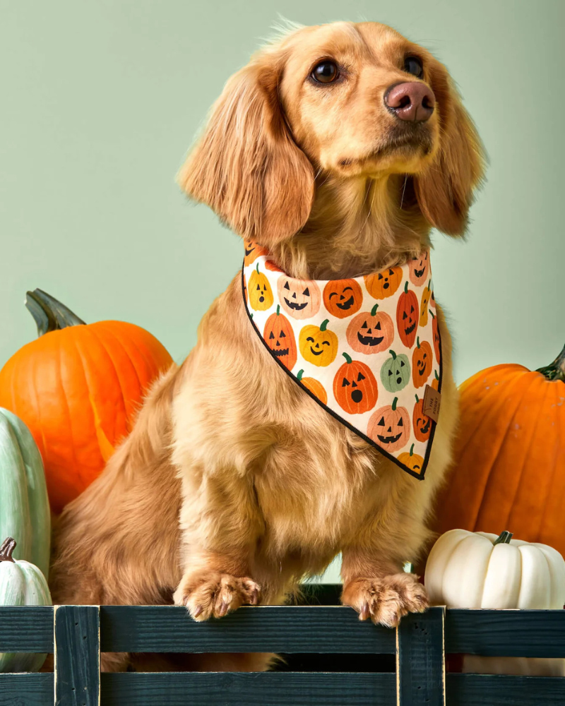 Jack-O-Lanterns Reversible Dog Bandana (Made in the USA) Wear THE FOGGY DOG