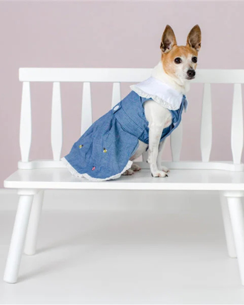 The Bugs + The Bees Chambray Dog Dress Wear PARISIAN PETS