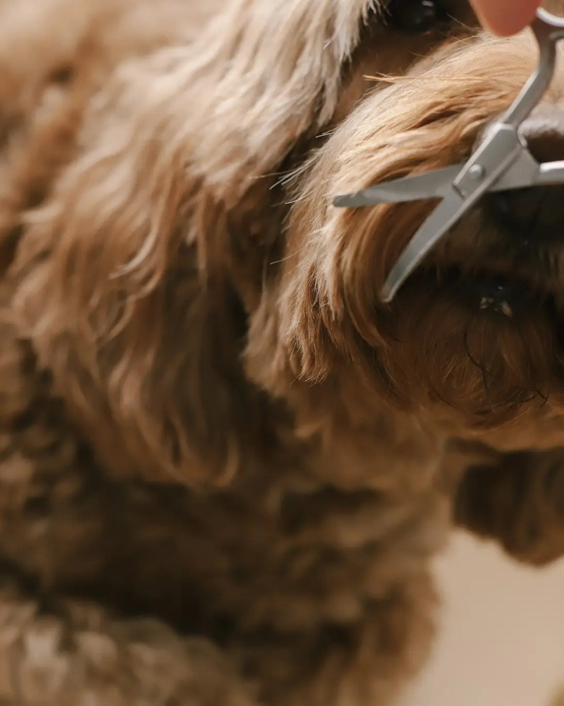 Mini Dog Safety Scissor HOME PUPWELL