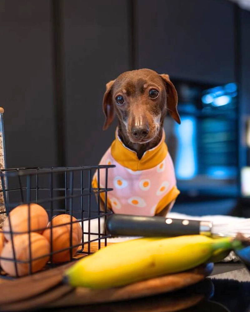 Dachshund Summer Weight Dog T-Shirt (Egg or Stripe) Wear DOGHOUSE