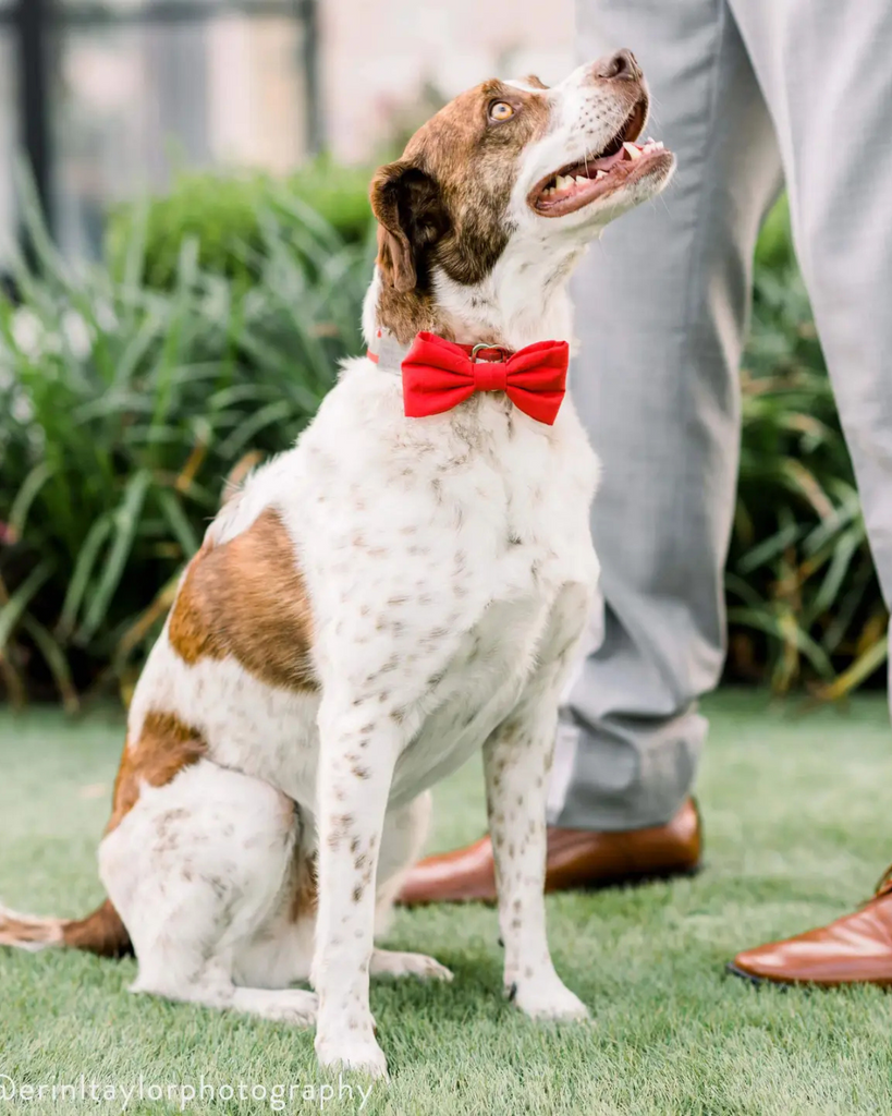 Ruby Dog Bow Tie (Made in the USA) Wear THE FOGGY DOG