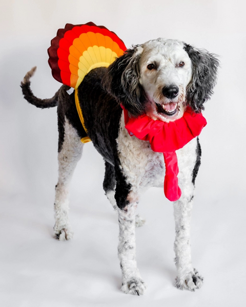 dogs dressed for thanksgiving Fall in Love Thanksgiving Dress