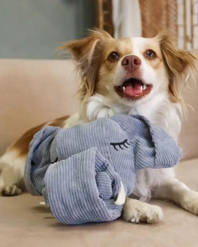 INJOYA | Trunk or Treat Snuffle Dog Toy | DOG & CO.