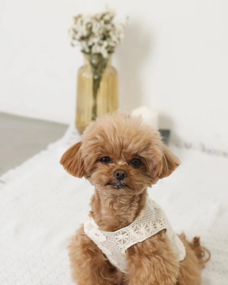 Boho Lace Dog Vest Wear MONCHERI   