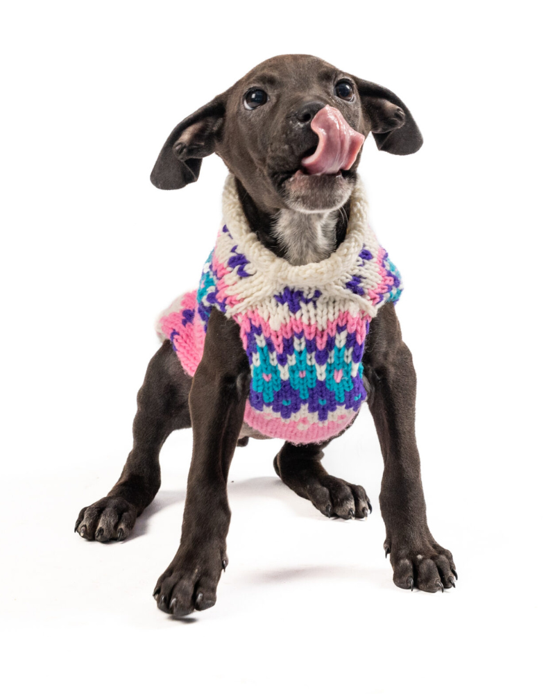 Ski Bum Dog Sweater in Pink (FINAL SALE) Wear CHILLY DOG   