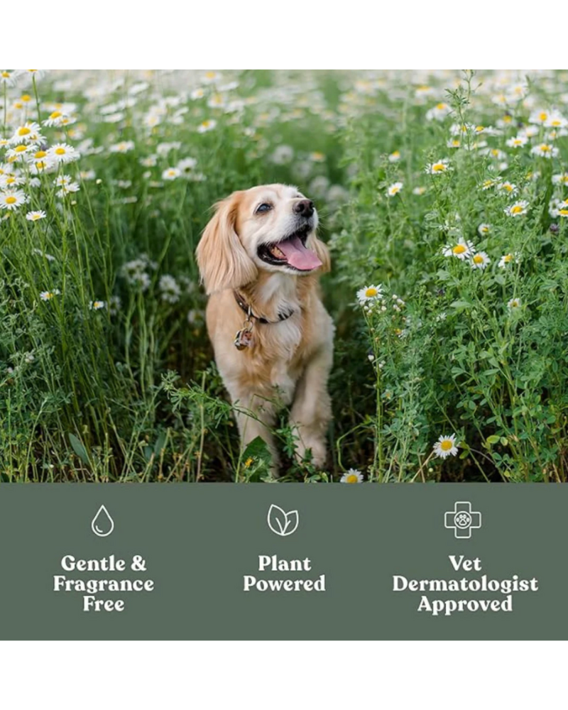 Soft Paws Hydrating Paw Lotion HOME DANDYLION
