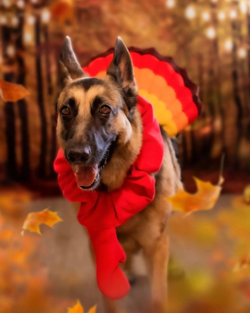 MIDLEE DESIGNS | Thanksgiving Turkey Costume for Dogs