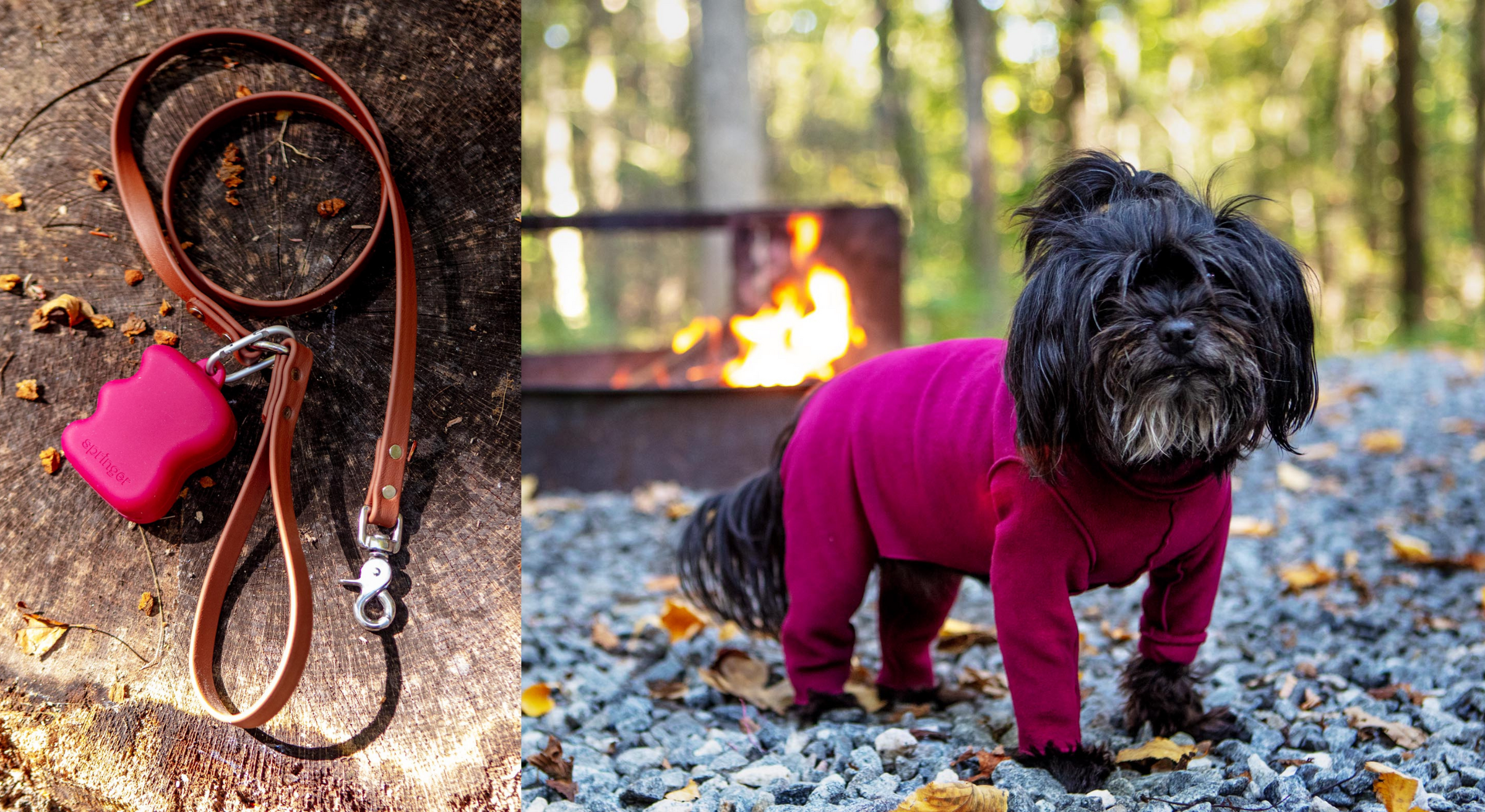 dog&co 　POINT-H DOG & CO. | Quality Pet Products, In-Store & Online