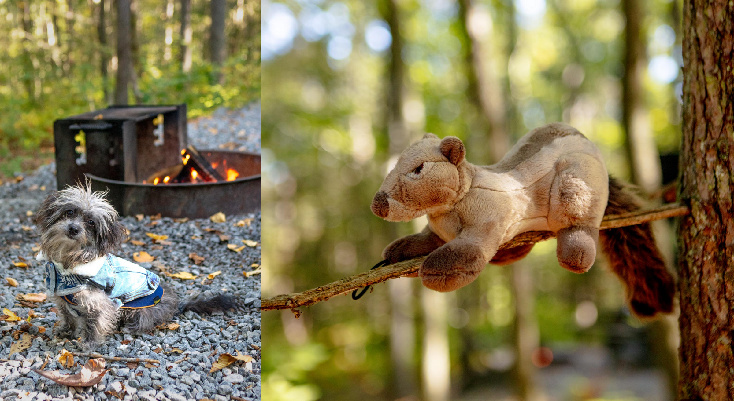 DOG & CO. | Quality Pet Products, In-Store & Online