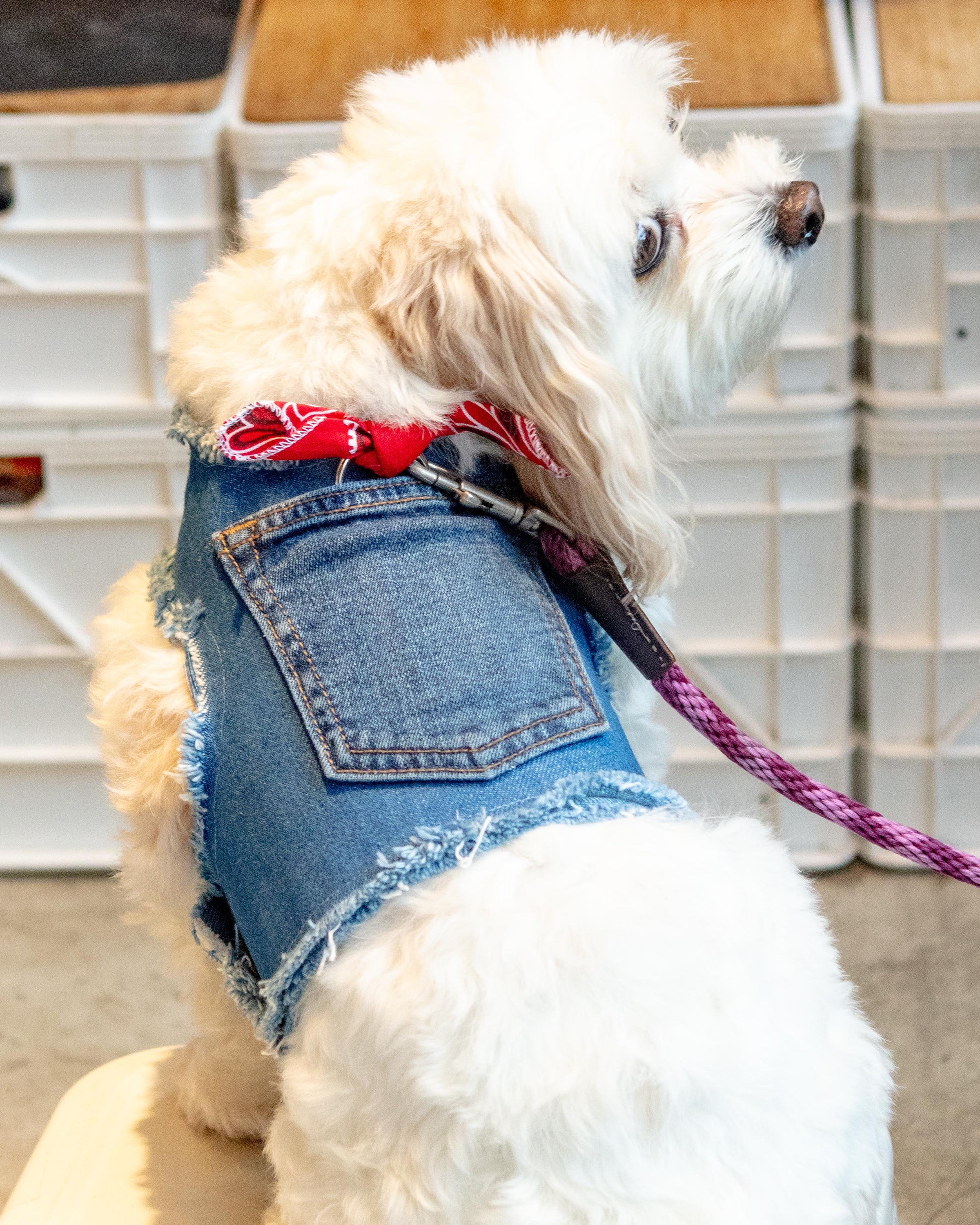 denim dog dress Denim Dog Dress Sewing Pattern, Size Medium (PDF Pattern)