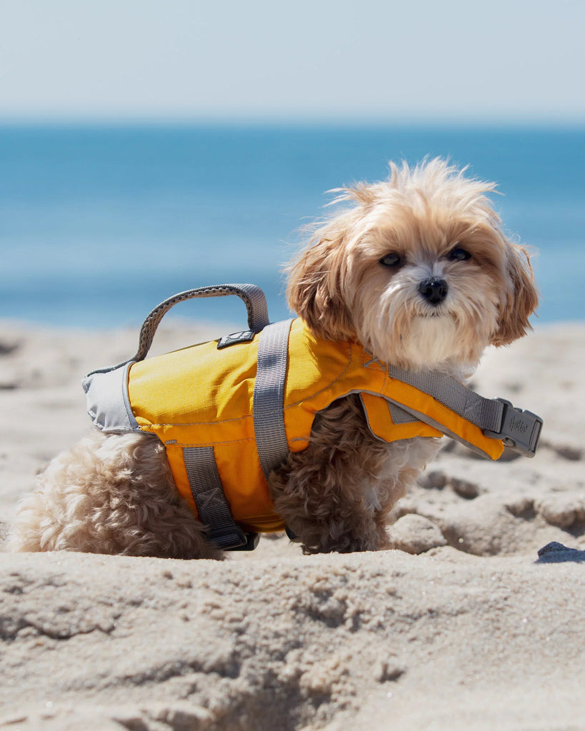 Small dog wearing Life Jacket on the Beach