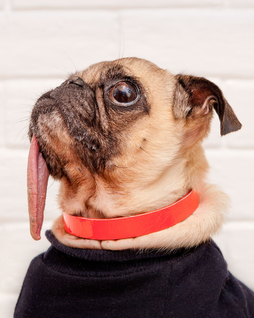 The Cleo Leather Tag Collar in Baby Pink Crackle (DOG & CO. Exclusive) WALK TRACEY TANNER   