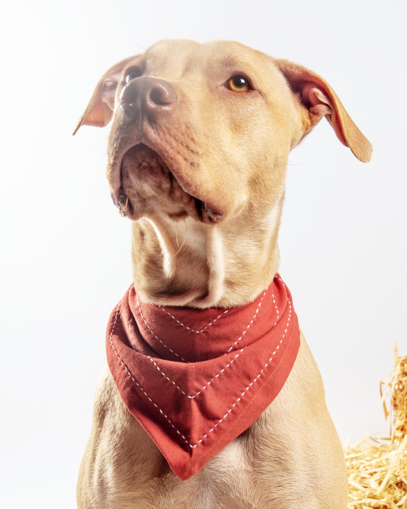 ANCHAL Arrow Dog Bandana in Rust DOG