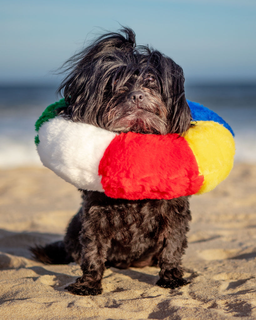 Small black dog on the beach wearing a life ring toy around its neck