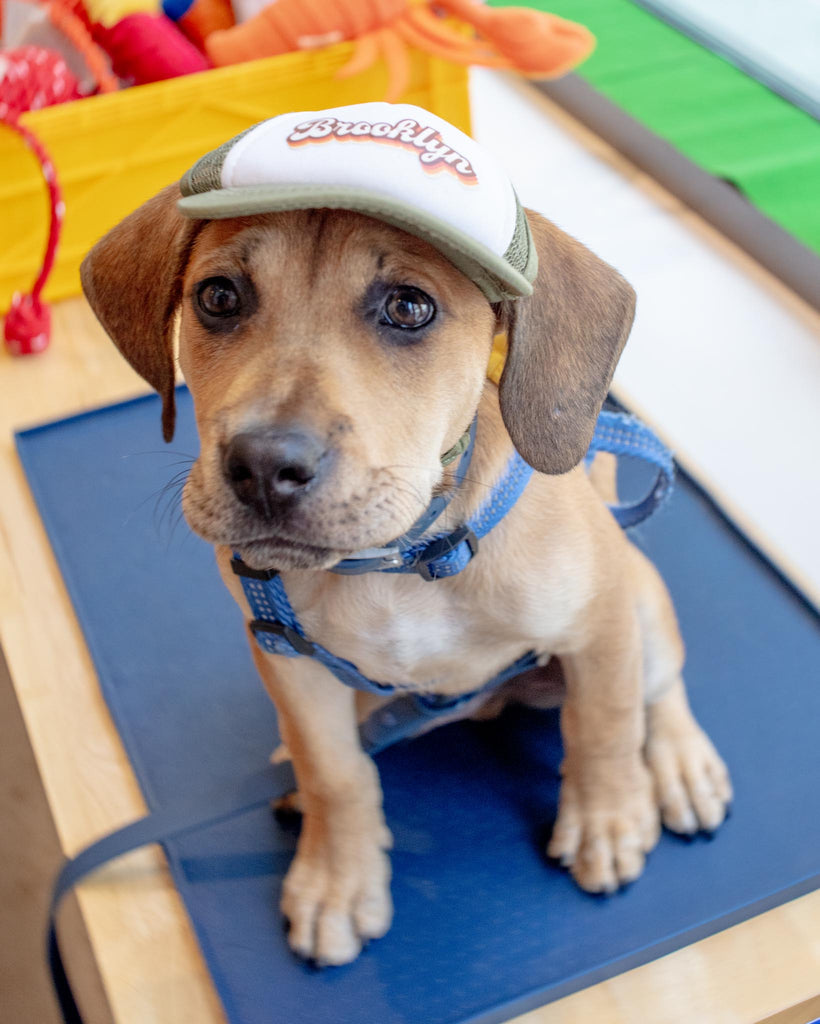 Brooklyn Pet Trucker Hat (DOG & CO. EXCLUSIVE) Wear PUPLID   